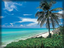 Beach and Sea, Cuba, Palm Tree