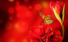 Butterflies, Amaryllis Flower