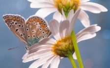 Butterfly on the Chamomile