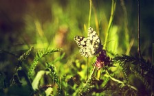 Butterfly on the Clover
