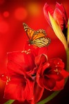 Butterflies, Amaryllis Flower