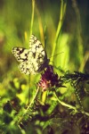 Butterfly on the Clover