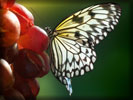 Butterfly on the Grapes