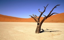 A Lonely Tree in the Desert