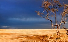 Desert, Tree