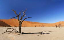 Desert, Tree