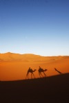 Desert, Camel Train, Dunes