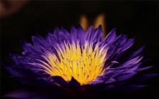 Purple Lilium
