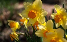 Yellow Narcissus