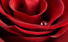Red Rose, Dew Drop, Macro