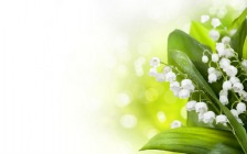 Lily of the Valley, Spring