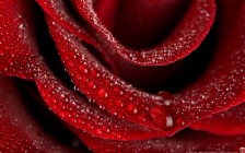 Red Rose Dew Drops