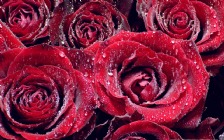 Red Roses Dew Drops