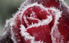 Frozen Red Rose in Frost