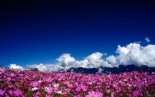 Field of Flowers, Sky