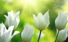 White Tulips, Spring