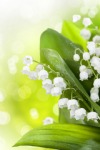 Lily of the Valley, Spring