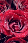 Red Roses Dew Drops