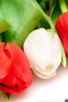 Red & White Tulips