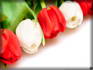 Red & White Tulips