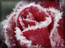 Frozen Red Rose in Frost
