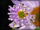 Purple Flower, Dews