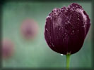 Vinous Tulip