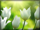White Tulips, Spring