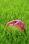 Apple in the Grass