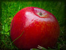Red Apple in Green Grass