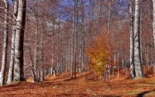 Autumn Forest, Trees