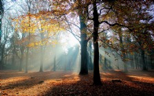 Autumn Forest, Trees, Sunlight