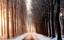 Winter Forest, Road