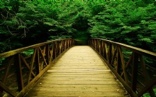 Forest, Bridge