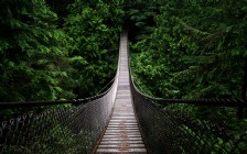 Forest, Hanging Bridge
