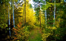 Forest, Autumn, Birch Trees