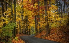 Forest, Autumn, Road