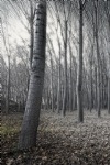 Autumn Forest, Birch Trees