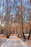 Winter Forest, Birch Trees