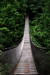 Forest, Hanging Bridge