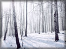 Winter Forest, Birch Trees