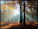 Autumn Forest, Trees, Sunlight