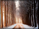 Winter Forest, Road
