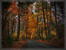 Forest, Autumn, Road