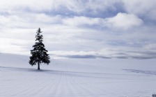 Winter, Snowy Field