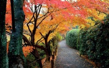 Autumn, Kyoto, Japan