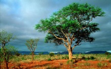 African Landscape, Tree