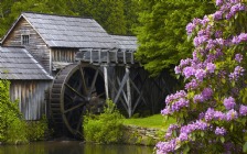 Watermill, Rhododendron