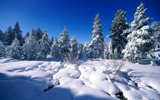 Winter, Snow, Snowy Spruces