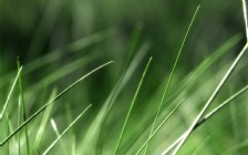 Grass, Macro